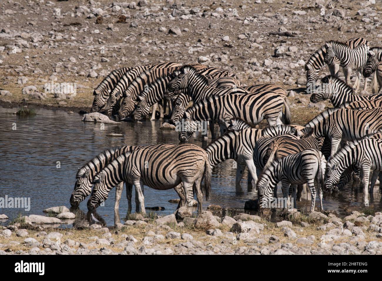 Herde von Burchells Zebra (Equus quagga burchelliidrinking) Wasser im Etosha National Park - Namibia Stockfoto