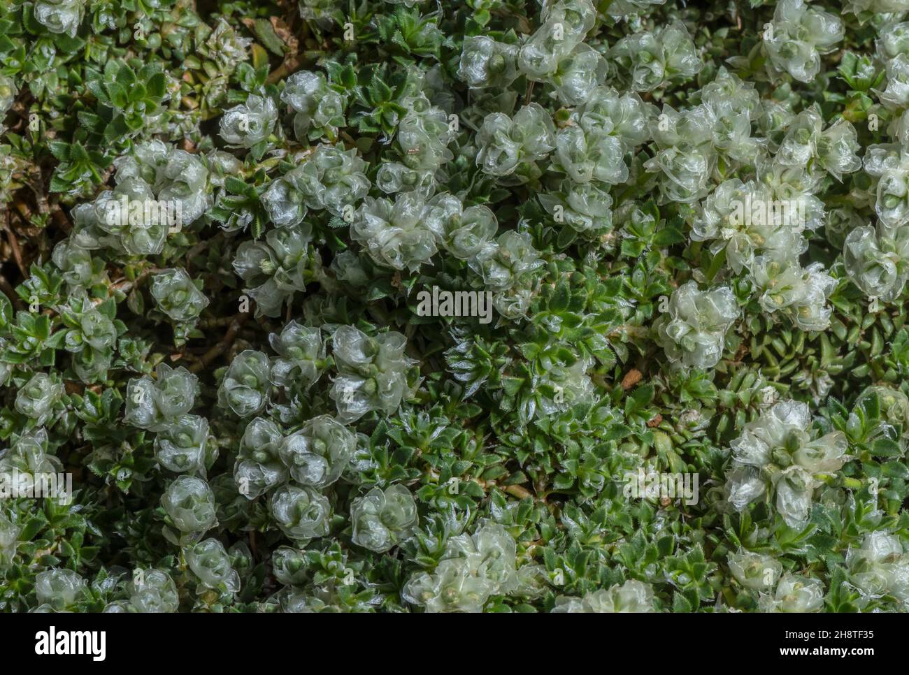 Silbernes Nailwort, blühende Paronychia kapela, Alpen. Stockfoto