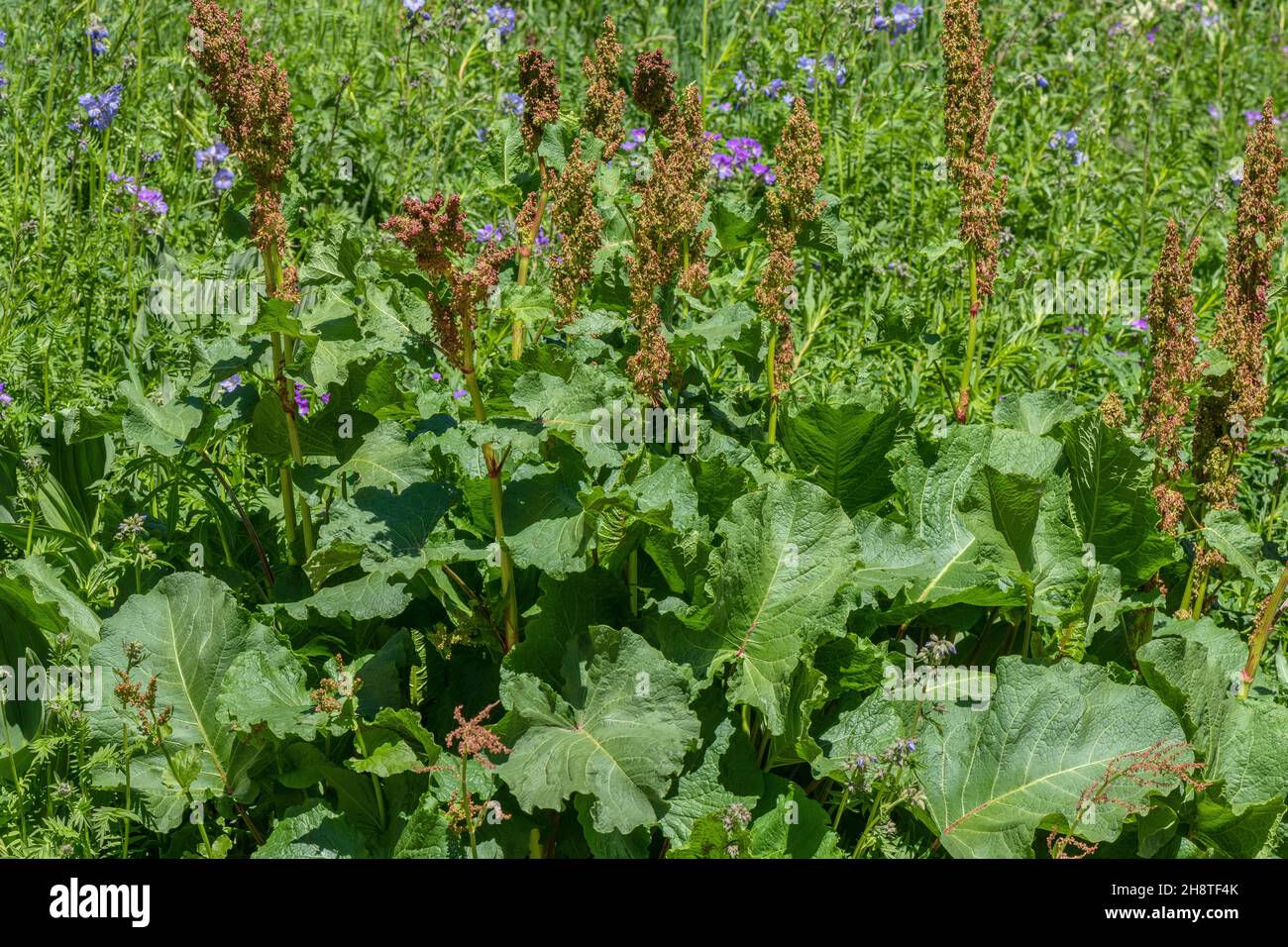 Mönchs-Rhabarber, Rumex alpinus in Blüte auf nährstoffreicher Alm. Stockfoto