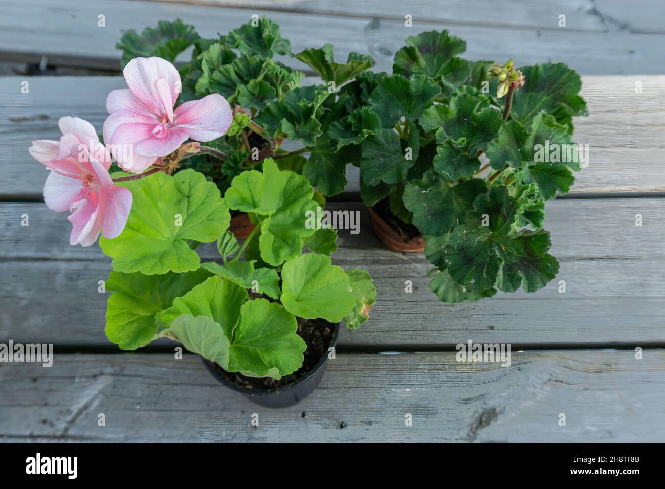 Stockholm, Schweden - 6. Juni 2021: Gartenblume im Topf, bereit zum Pflanzen Stockfoto