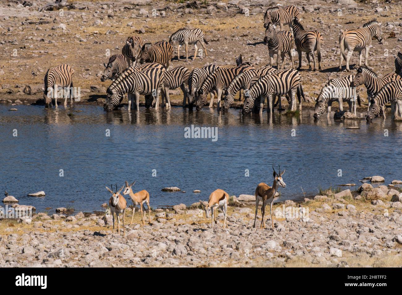 Herde von Burchells Zebra (Equus quagga burchelliidrinking) Wasser im Etosha National Park - Namibia Stockfoto