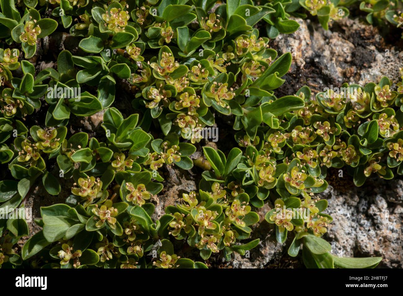 Thymianblättrige Weide, Salix serpillifolia, männliche Blüten. Alpen. Stockfoto