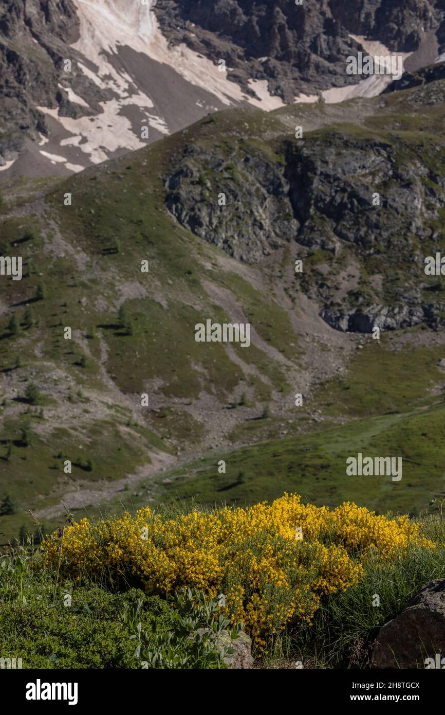 Bergbesen, Cytisus oromediterraneus, in Blüte. Stockfoto