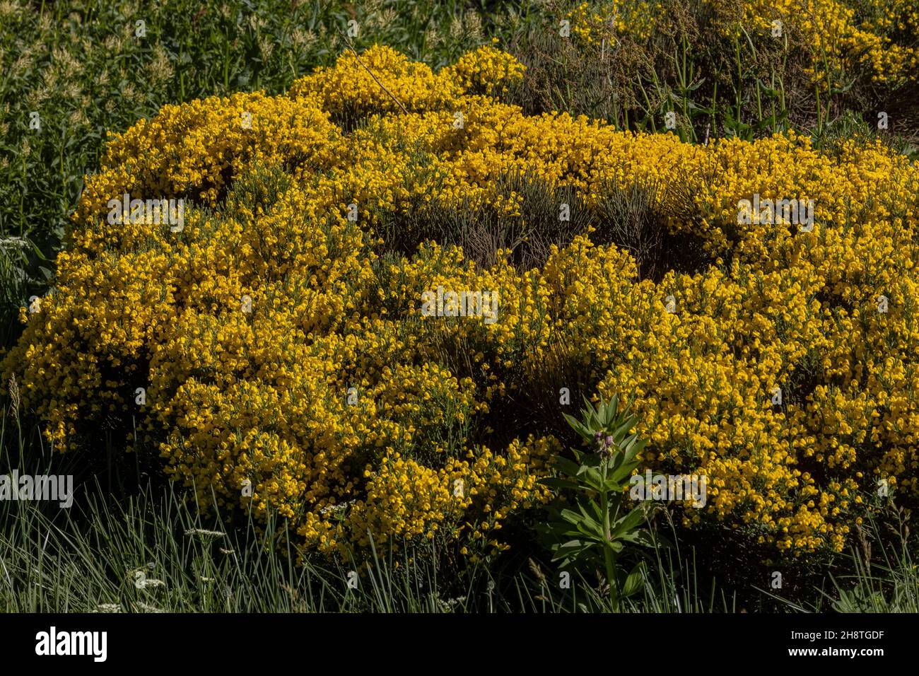 Bergbesen, Cytisus oromediterraneus, in Blüte. Pyrenäen. Stockfoto