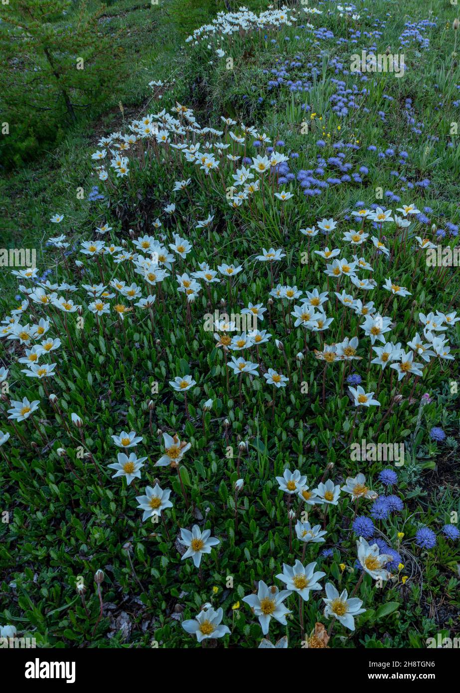 Massen von verfilzten Globularia, Globularia cordifolia und Bergavenen, Dryas octopetala, am frühen Morgen auf dem Col d'Izoard, Französische Alpen. Stockfoto