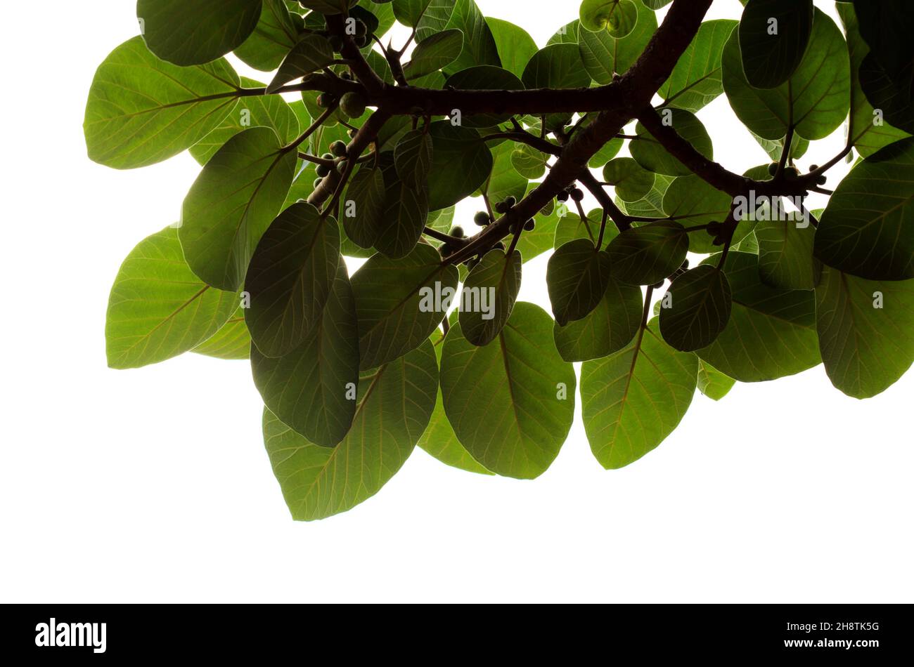 Zweige mit runden grünen Blättern von Ficus vasta, Platanenfeige aus Afrika, isoliert auf weißem Grund Stockfoto