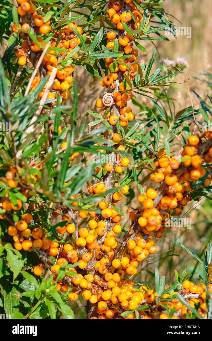 Nahaufnahme eines Sanddornzweiges mit reifen Orangenbeeren Stockfoto