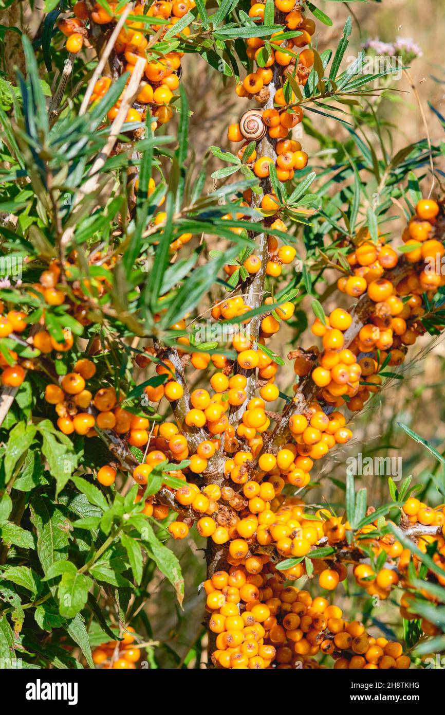 Nahaufnahme eines Sanddornzweiges mit reifen Orangenbeeren Stockfoto