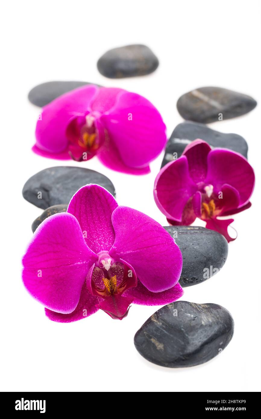 Schwarze Steine und Blumen isoliert auf weißem Hintergrund Stockfoto
