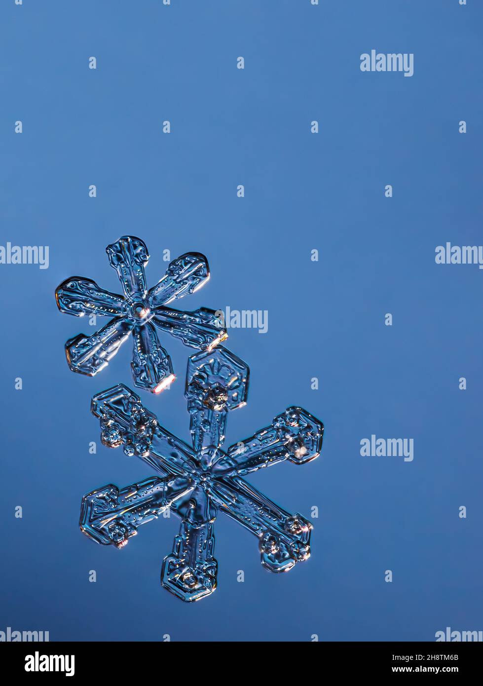 Zwei Schneeflocken auf glattem Gefälle Hintergrund. Makro-Foto von echtem Schneekristall auf Glasoberfläche. Dies ist eine kleine Schneeflocke mit ungewöhnlichem Muster. Stockfoto
