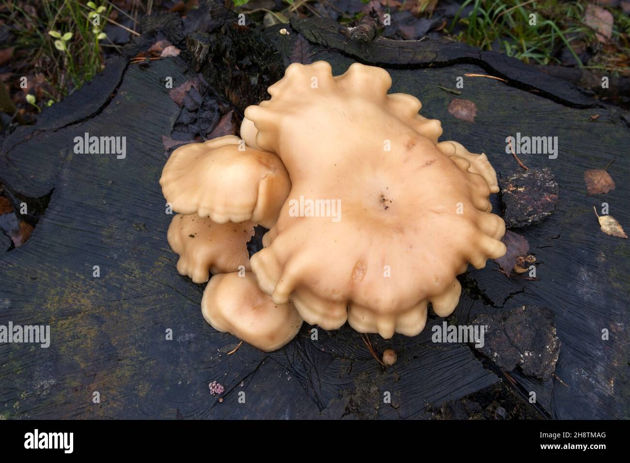 Pilz wächst auf verfallendem Baumstumpf Stockfoto