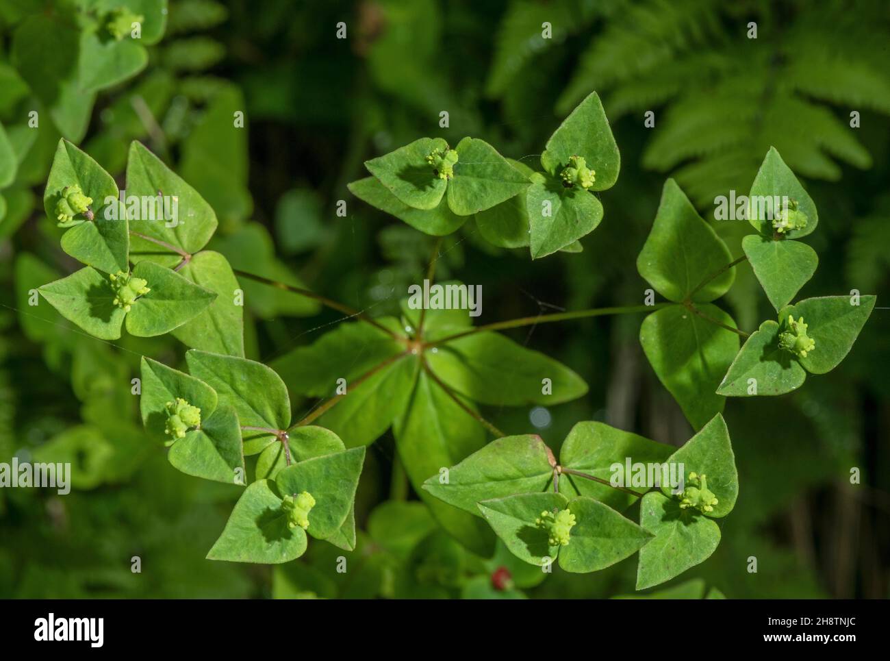 Süßer Spurge, Eforbia dulcis, blühend; Waldrand, Seealpen. Stockfoto