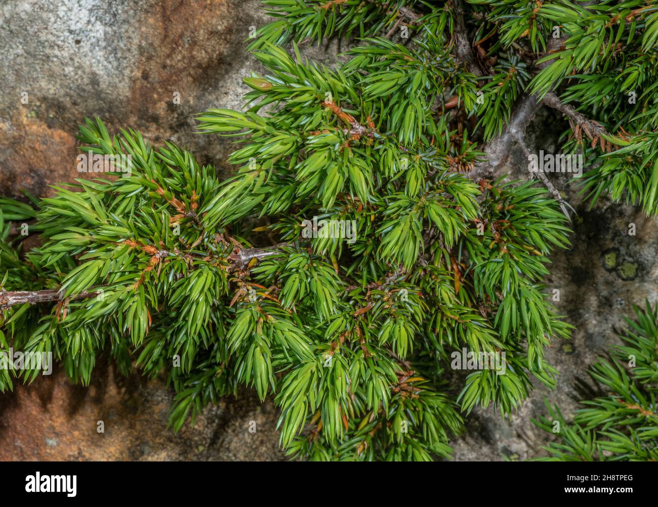 Juniperus communis var. saxatilis (war Juniperus nana) Stockfoto