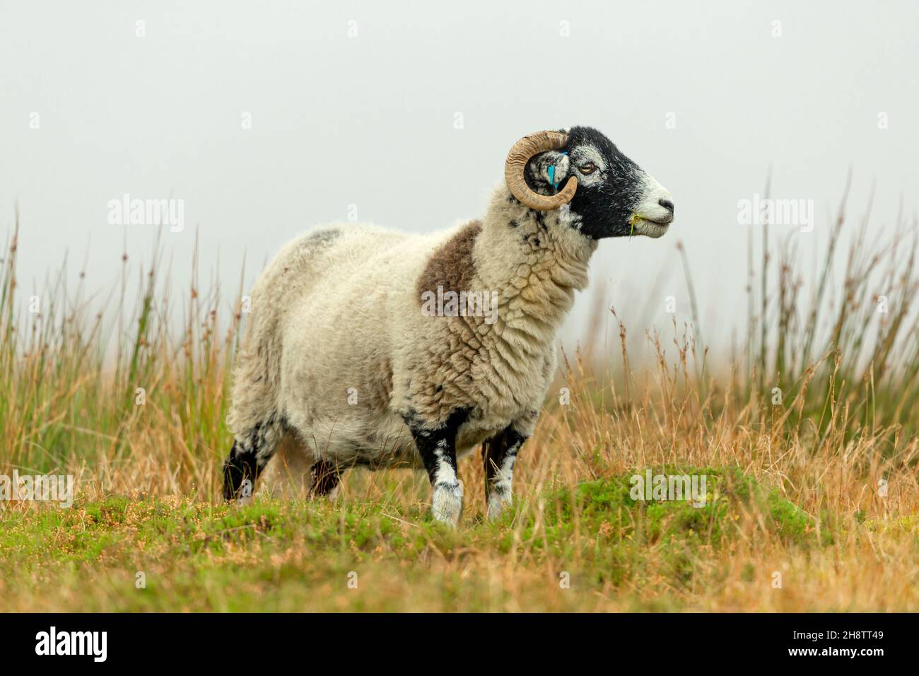 Nahaufnahme eines Swaledale-Schafs oder eines weiblichen Schafes mit einem ungewöhnlichen braunen Kreis auf Vlies. Nach rechts schauen und im Herbst Gras kauen. Platz für Kopie. Stockfoto