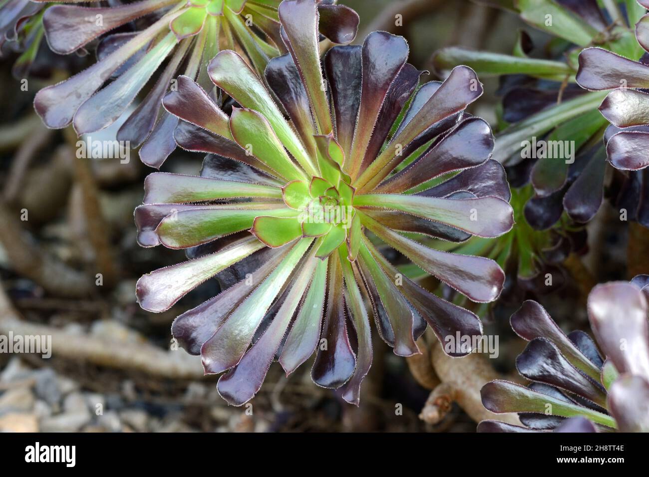 Aconium arboreum Atropurpureum immergrüne saftige Rosetten aus glänzenden dunkelvioletten Blättern Stockfoto