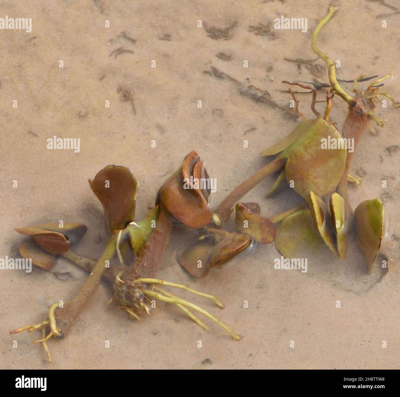 Mangrovenvermehrung im Sand am Rand des Flusses Gambia. Janjanbureh, die Republik Gambia. Stockfoto