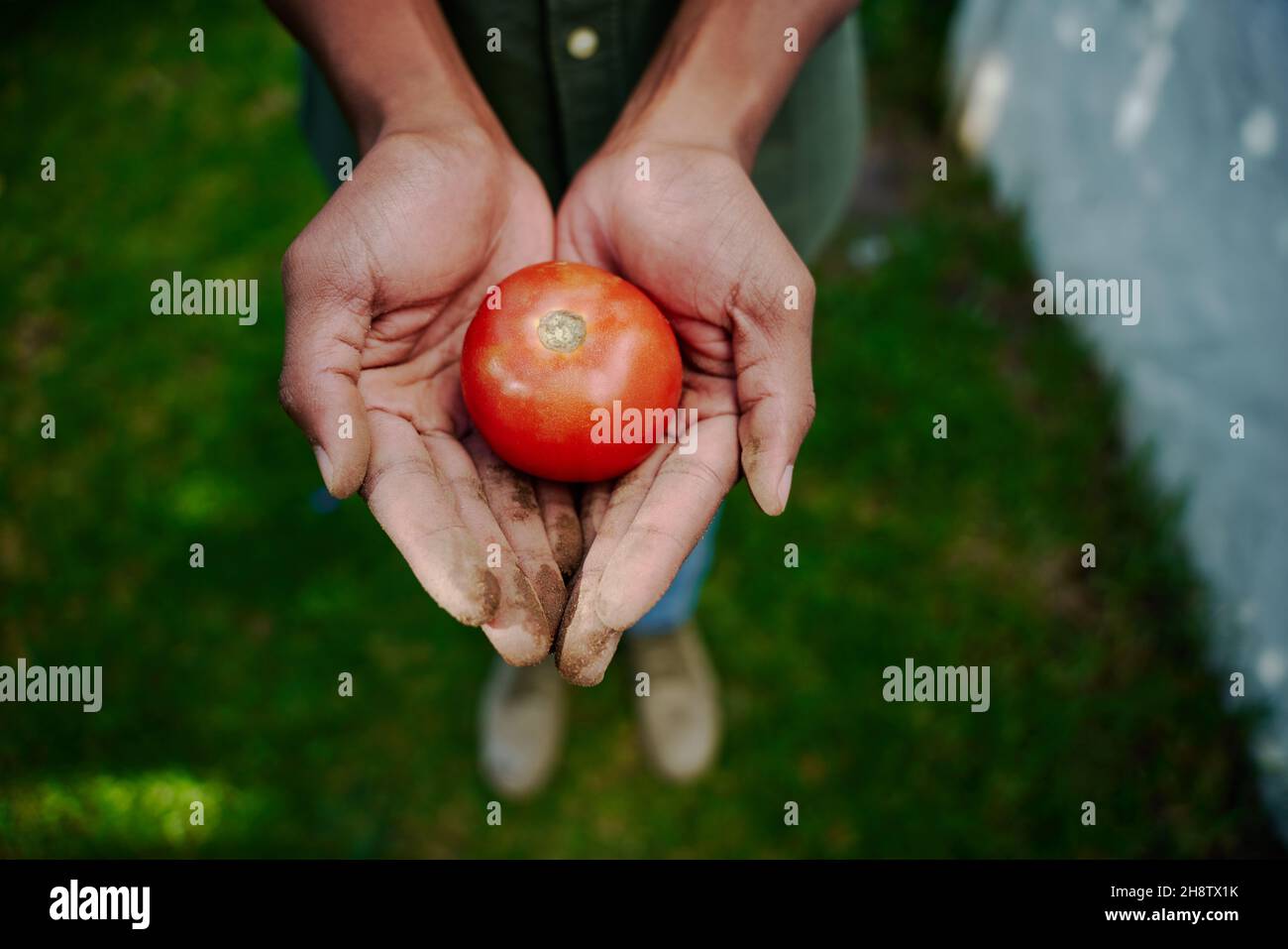 Landwirt hält Tomate in den Händen Stockfoto