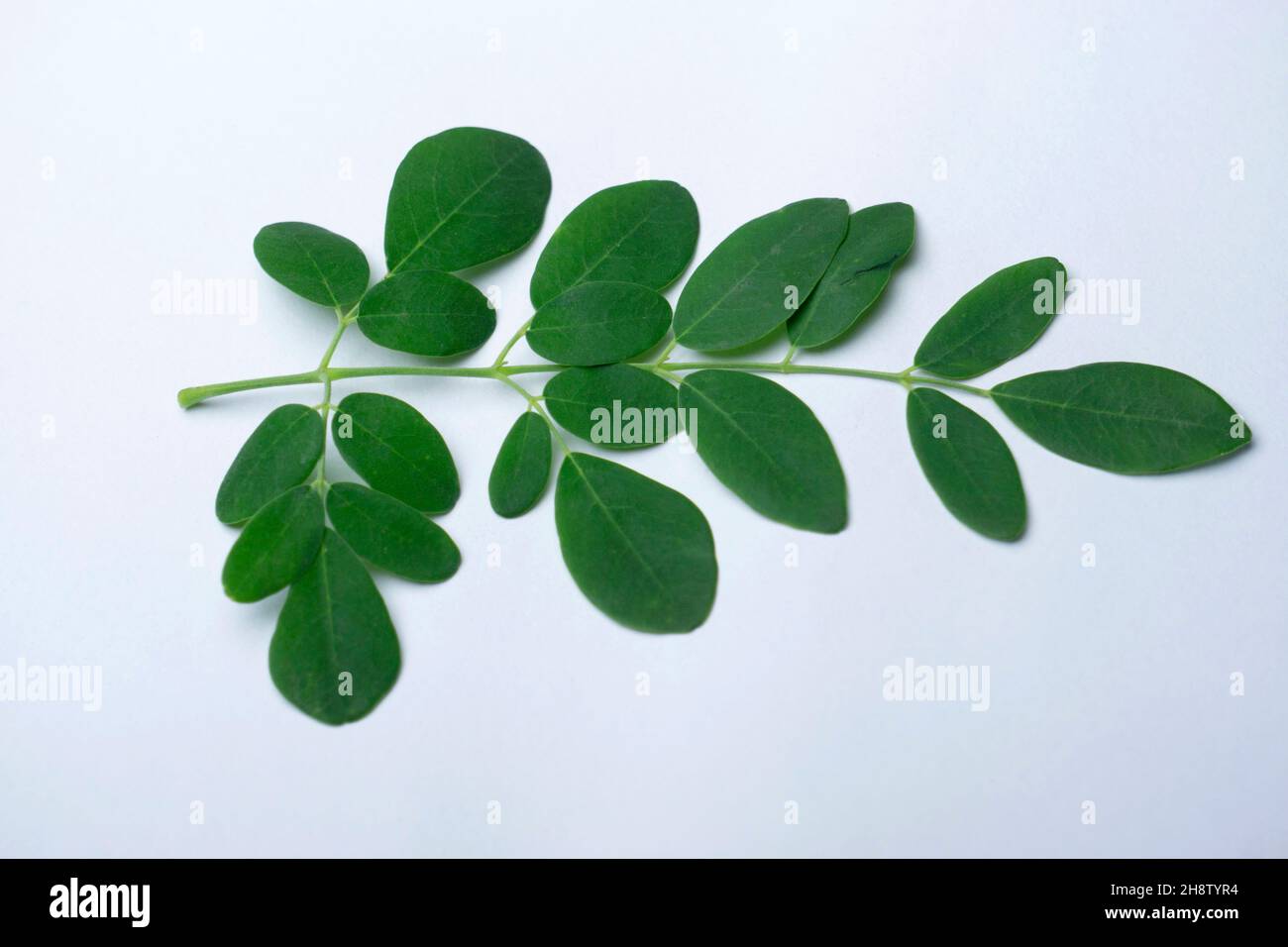 Blätter von Drumstick-Baum, Moringa oleifera, Satara, Maharashtra, Indien. Hat viele medizinische/gesundheitliche Verwendungen Stockfoto