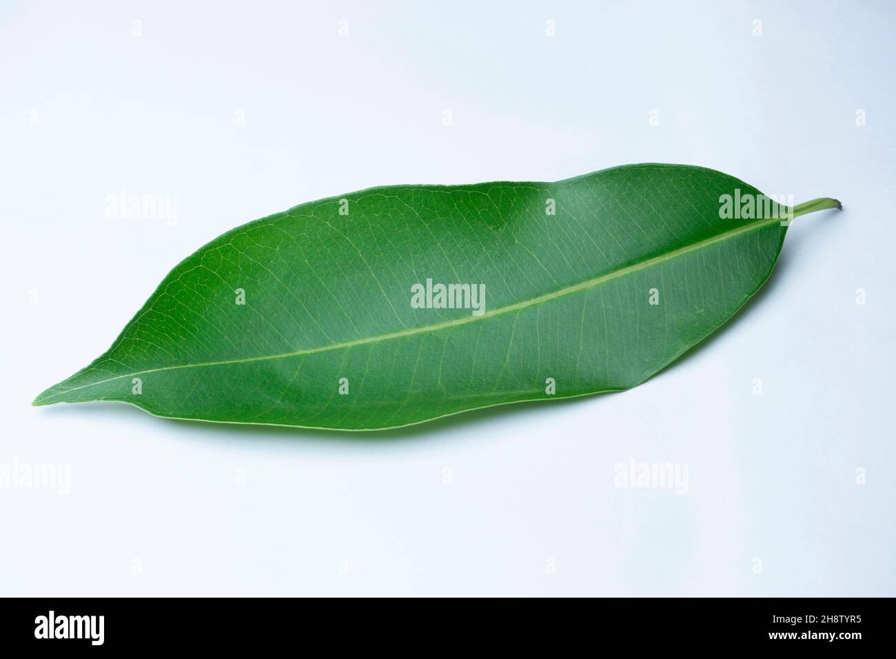Blatt von Syzygium cumini, allgemein bekannt als Malabar-Pflaume, Jamun oder Jambolan, Satara, Maharashtra, Indien Stockfoto