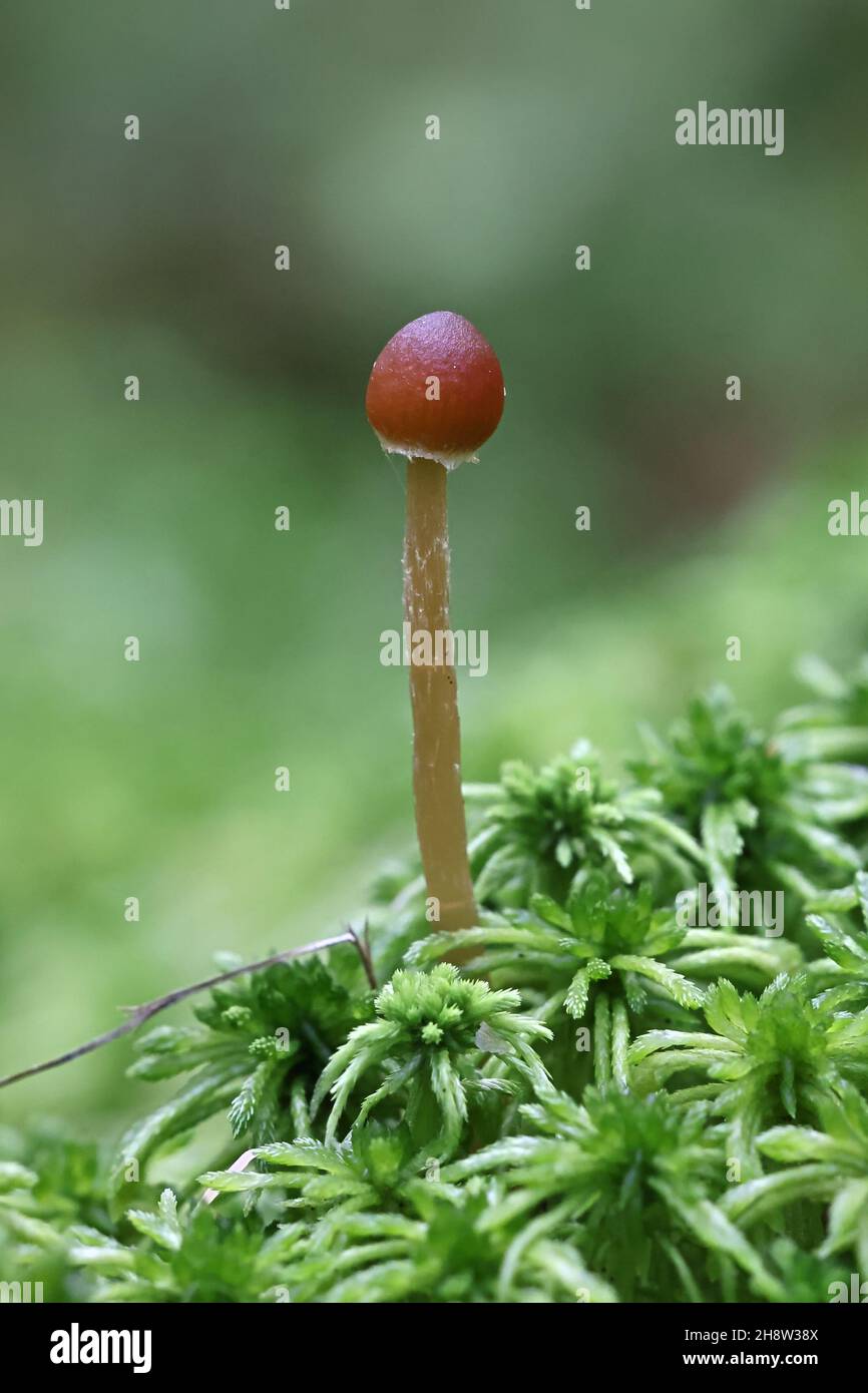 Galerina sphagnicola, kleiner brauner Pilz aus Finnland, kein gebräuchlicher englischer Name Stockfoto