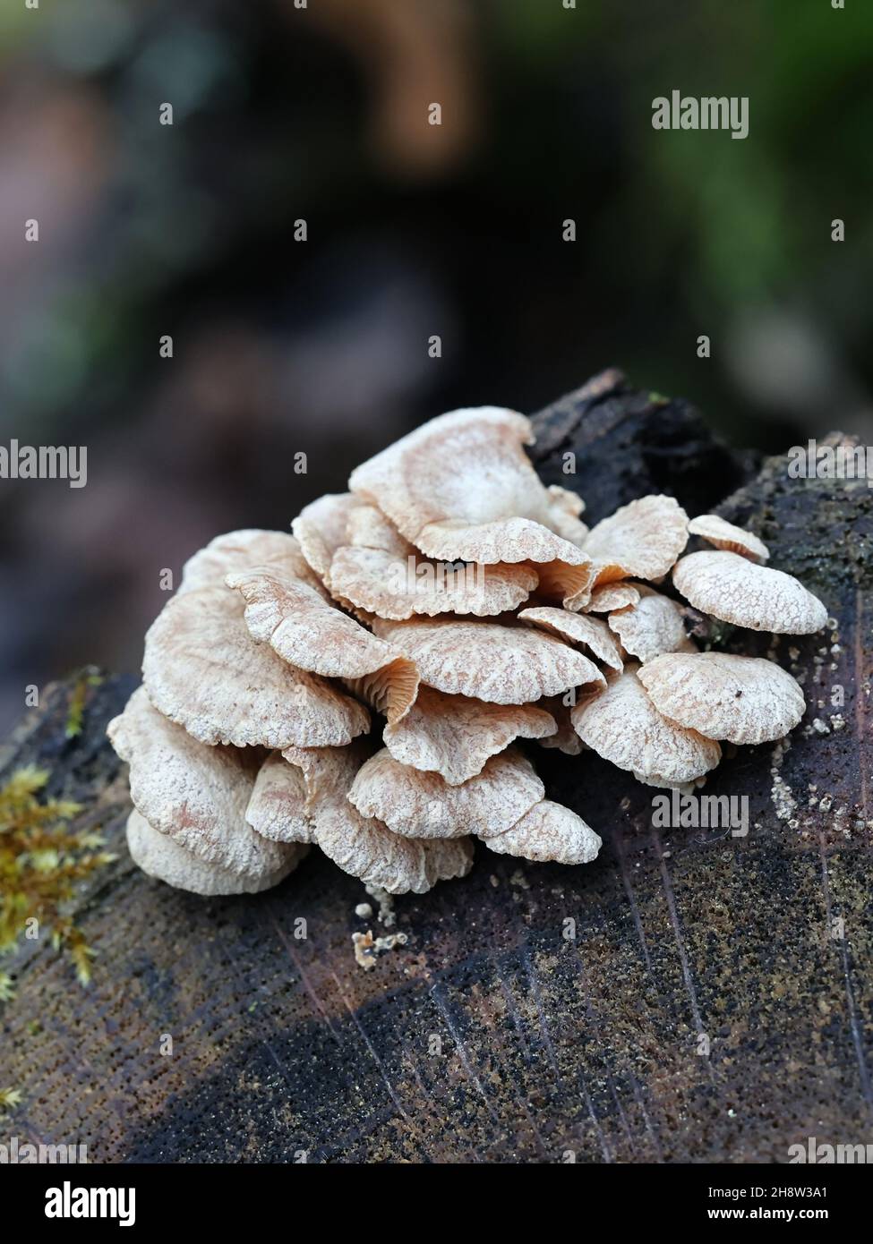 Panellus stipticus, allgemein bekannt als Bitterauster, adstringierender Panus oder lumineszierender Panellus, wilder Pilz aus Finnland Stockfoto