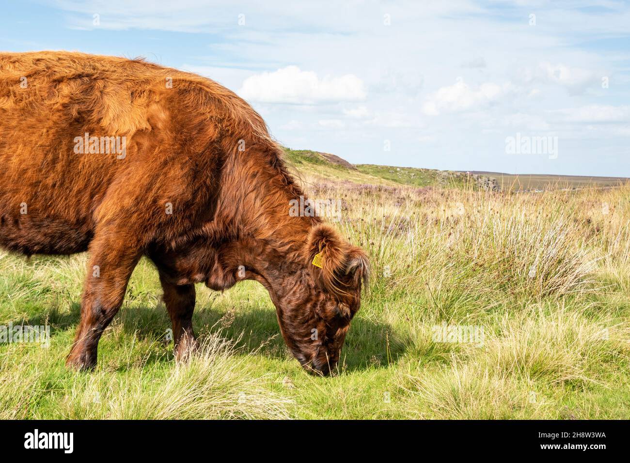 An einem schönen Sommertag im August grasen wilde Rinder in der offenen Landschaft des Moorlandes des Peak District Stockfoto