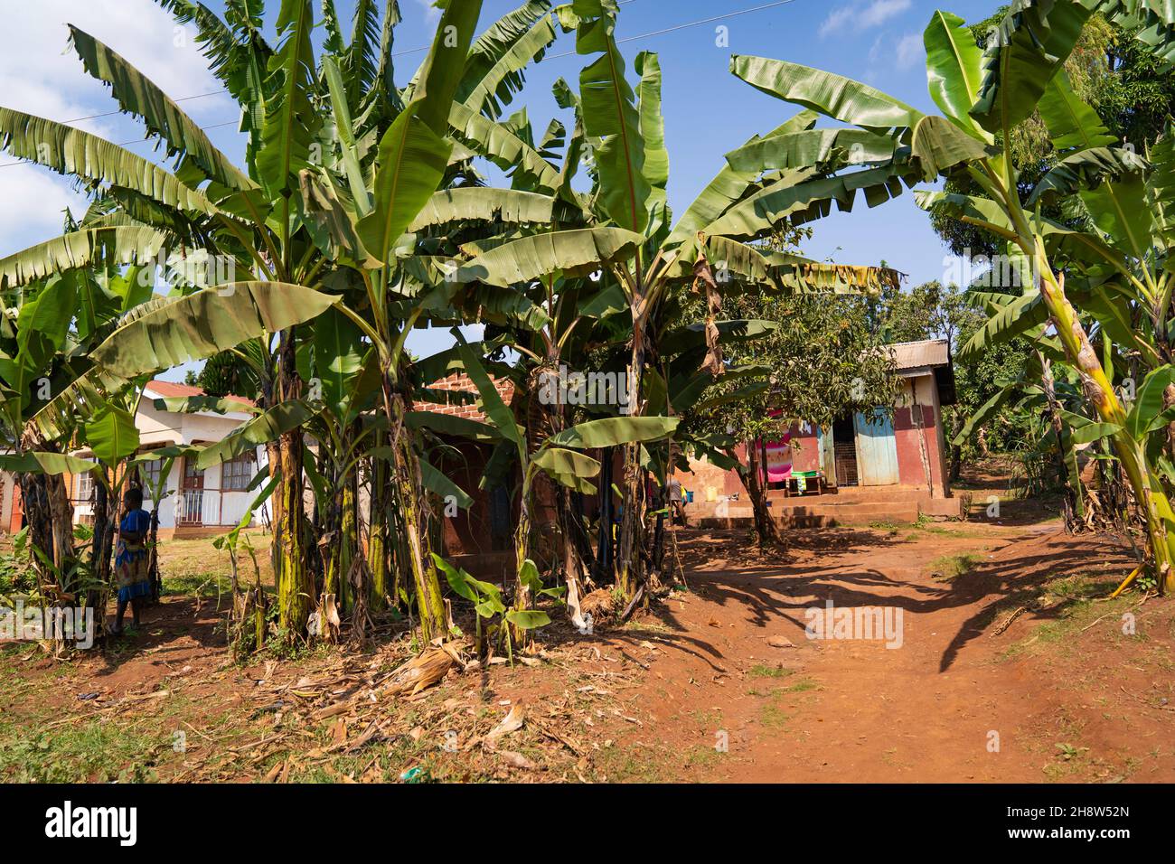 Brotfrucht - wie Bananen, werden ihre unreifen Früchte als Gemüse und reifen - als Früchte verwendet. Stockfoto