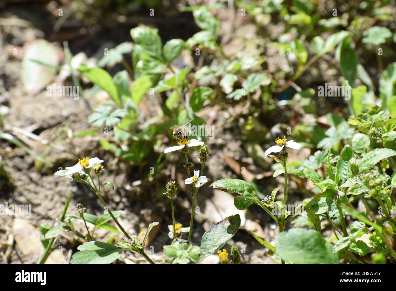 Frontalansicht einer großen Honigbiene. Stockfoto