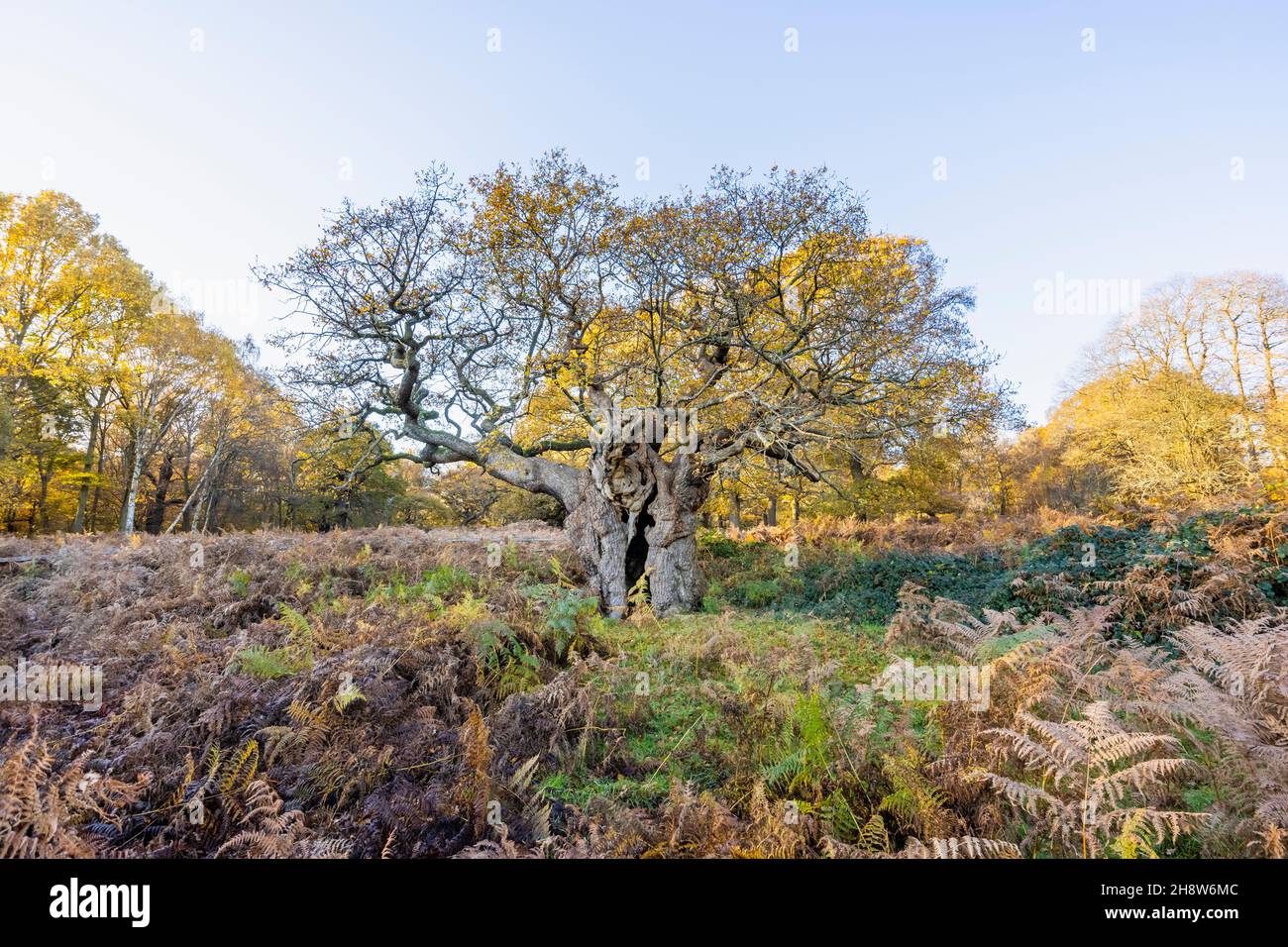 Die Royal Oak, 750 Jahre alt, eine alte, knarrierte Eiche (Quercus robur) mit einem gespaltenen Stamm im Richmond Park, London, im Spätherbst bis zum frühen Winter Stockfoto