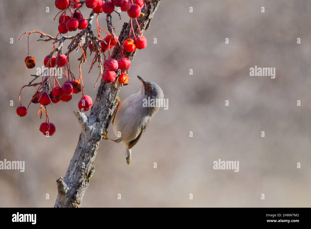 Sylvia melanocephala - der Schwarzkopfsänger ist eine Art von Singvögeln aus der Familie der Sylviidae. Stockfoto