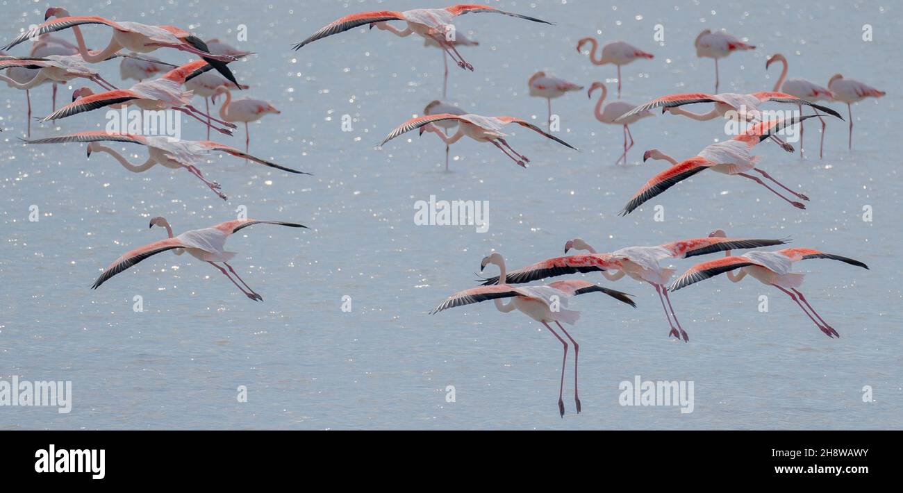 Herde von Flamingos in ihrem natürlichen Ökosystem, Phoenicopterus Stockfoto