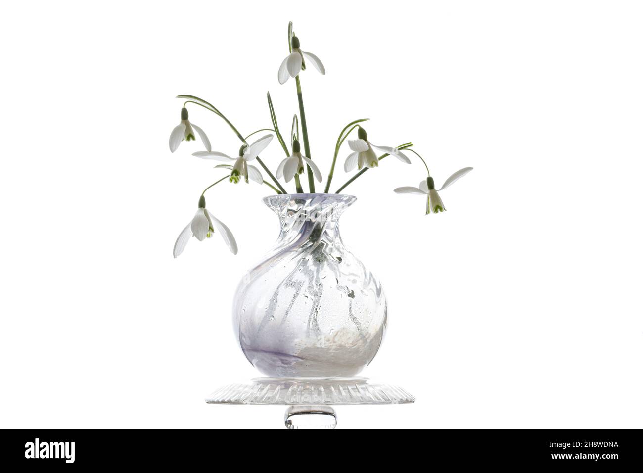 Schneeglöckchen in Vase auf weißem Hintergrund Stockfoto