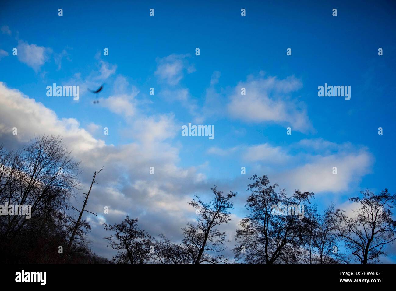 Posen, Wielkopolska, Polen. 2nd Dez 2021. In Polen waren die letzten Tage kalt. Es schneite beim ersten Mal. Letzte Nacht und heute Morgen war es windig. Auf dem Bild: linden Samen. (Bild: © Dawid Tatarkiewicz/ZUMA Press Wire) Stockfoto