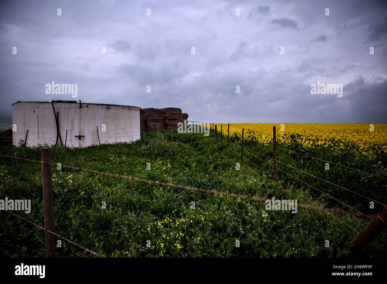 Rapsfarm Südafrika Stockfoto