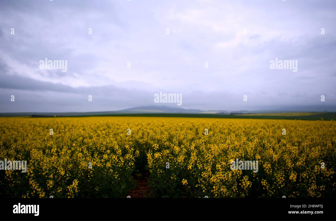 Farm Landscape Südafrika Stockfoto
