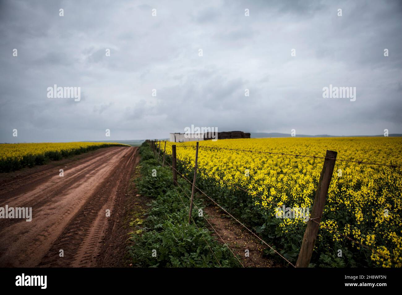 Rapsfeld-Pfad Stockfoto