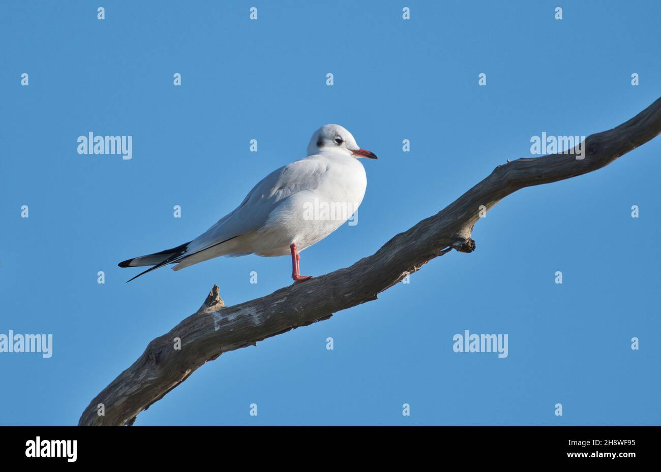 Schwarzkopfmöwe (Chroicocephalus ridibundus) im Wintergefieder, in einem toten Baum sitzend Stockfoto