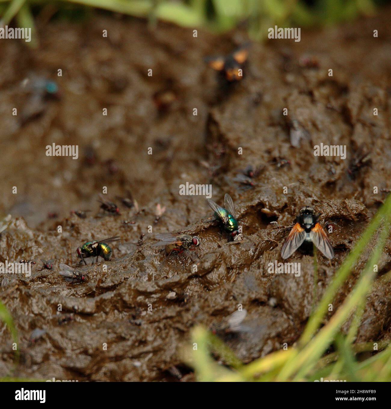 Fliegen auf Kuhmist Stockfoto