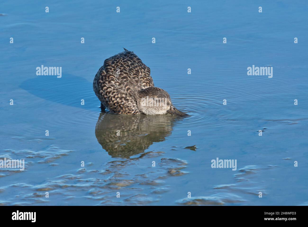 Weibchen oder Ente Eurasische Ente (Anas crecca), die im seichten Wasser für Nahrung taumelnd sind Stockfoto