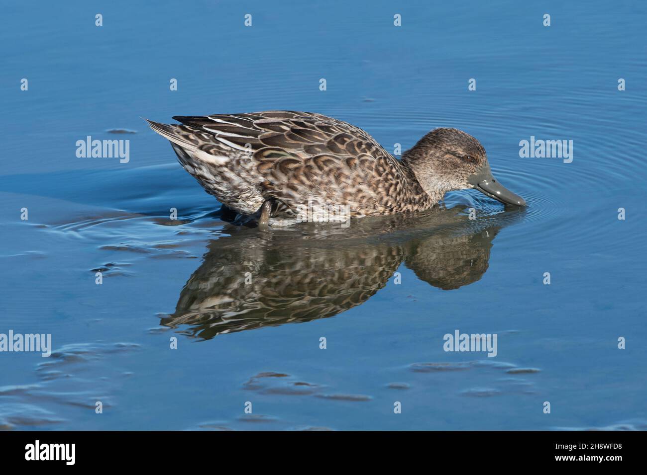 Weibchen oder Ente Eurasische Ente (Anas crecca), die im seichten Wasser für Nahrung taumelnd sind Stockfoto