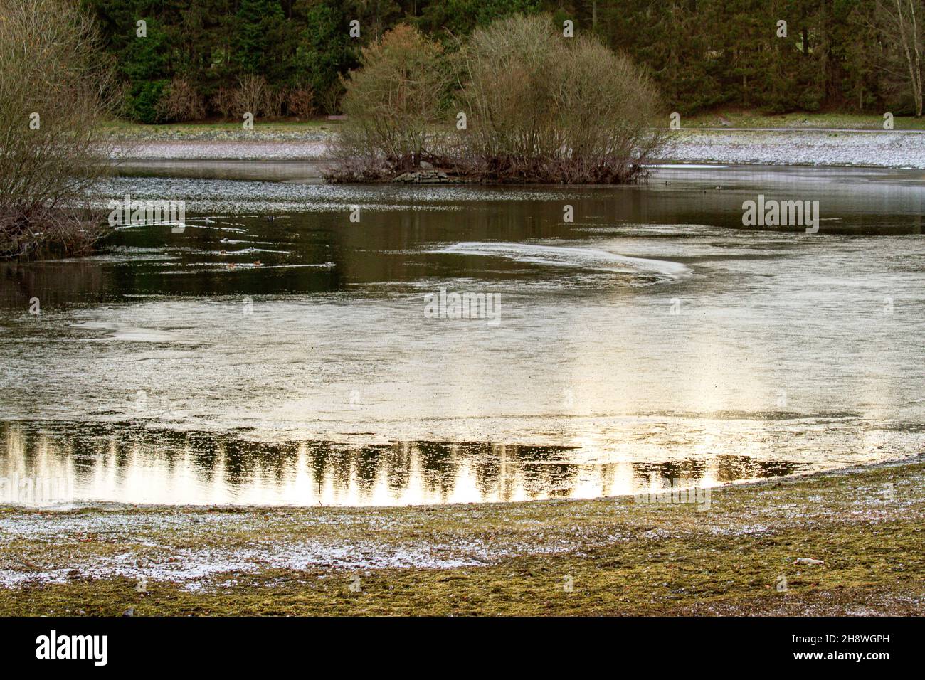 Dundee, Tayside, Schottland, Großbritannien. 2nd Dez 2021. Wetter in Großbritannien. Das Wetter in Nordost-Schottland ist im Dezember bitterkalt mit Temperaturen von bis zu 3 Grad Der Clatto Country Park im ländlichen Dundee bietet aufgrund des Eises, das sich auf dem Park-Teich entwickelt hat, eine lebhafte Winterstimmung. Kredit: Dundee Photographics/Alamy Live Nachrichten Stockfoto