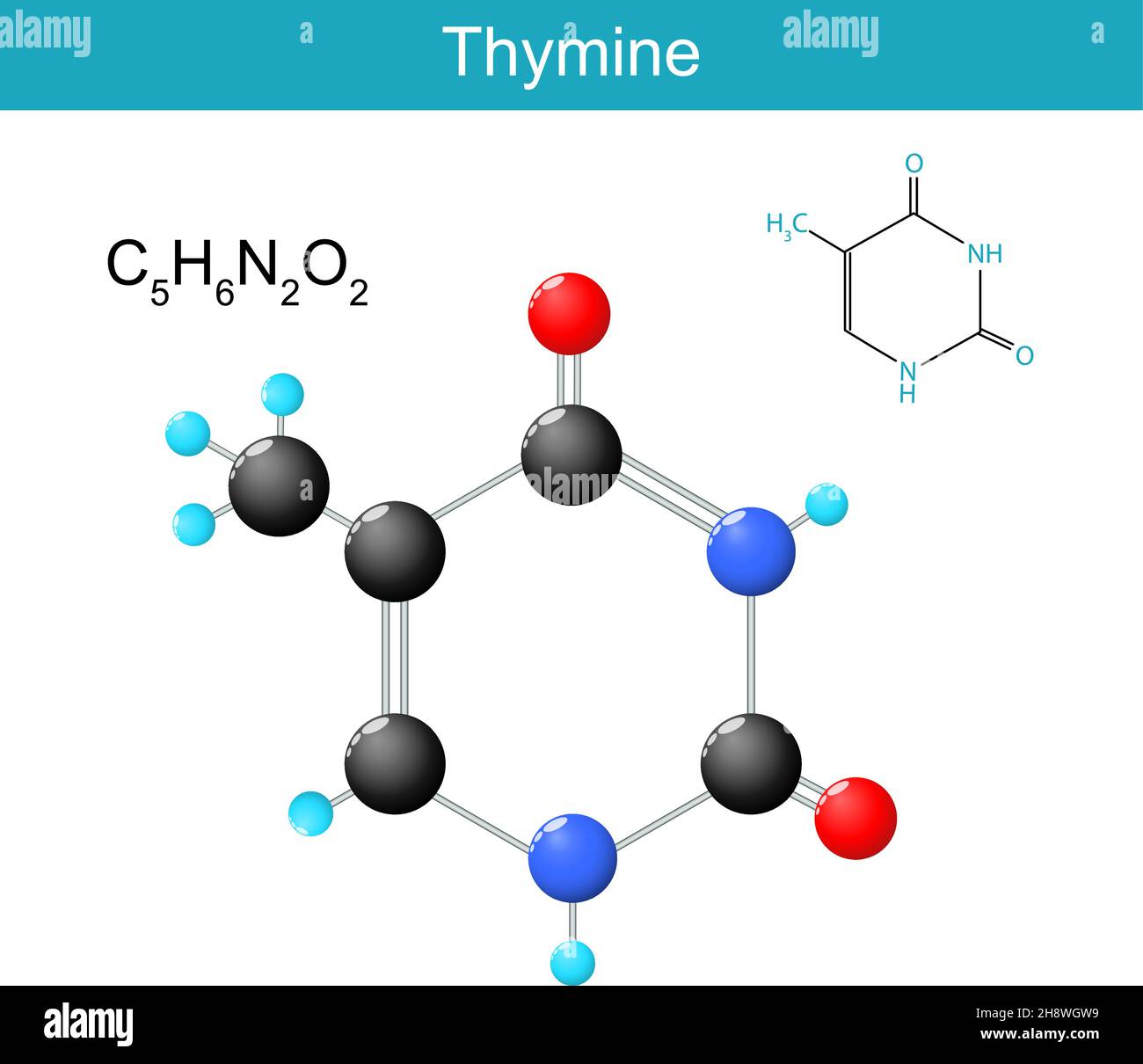 Thymin-Molekülformel. Chemische Strukturformel und Modell von Nukleobasen in DNA und RNA gefunden. Vektorgrafik Stock Vektor