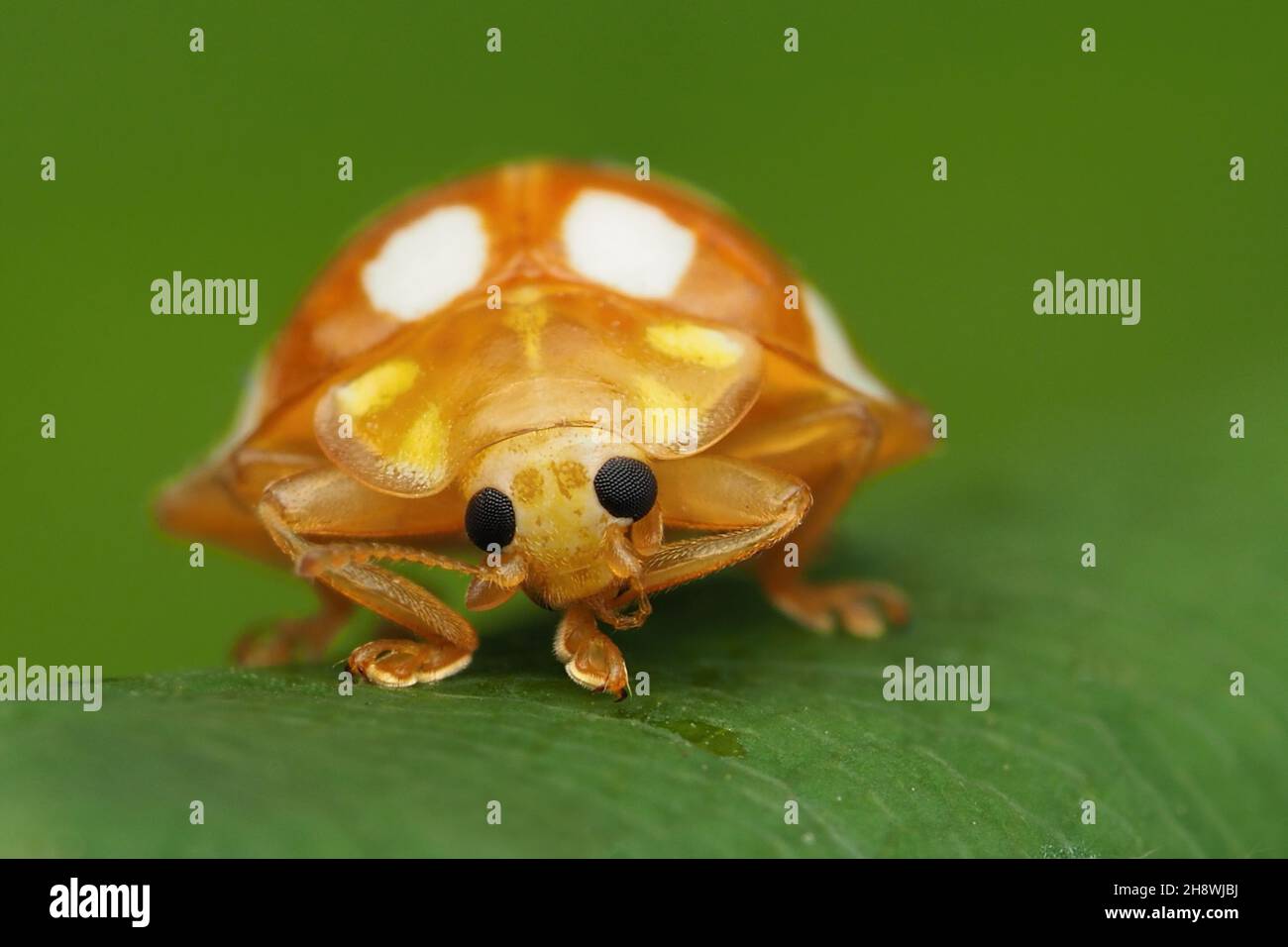 Frontansicht eines Orangen-Marienkäfer (Halyzia 16-guttata), der auf einem Blatt ruht. Tipperary, Irland Stockfoto