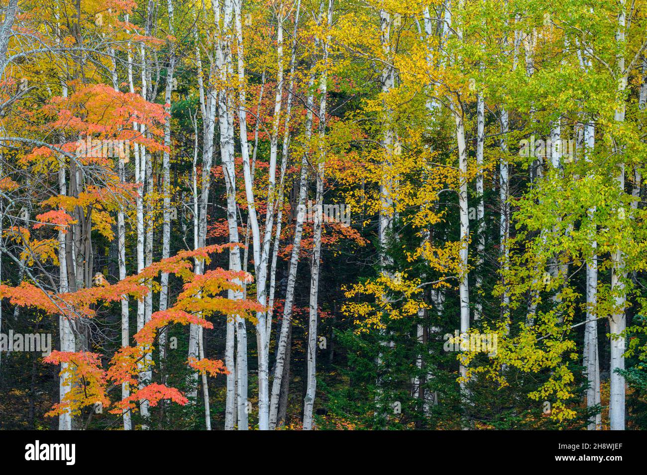 Herbstlaub in New England Laubbäumen, , New Hampshire, USA Stockfoto