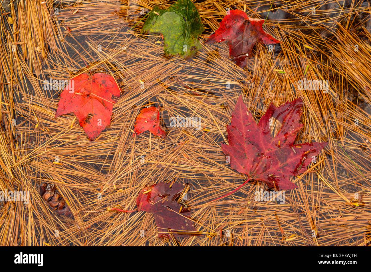 Kiefernstroh und Herbstblätter schwimmen in einem kleinen Pool, Lower Falls Scenic Area, Albany, New Hampshire, USA Stockfoto