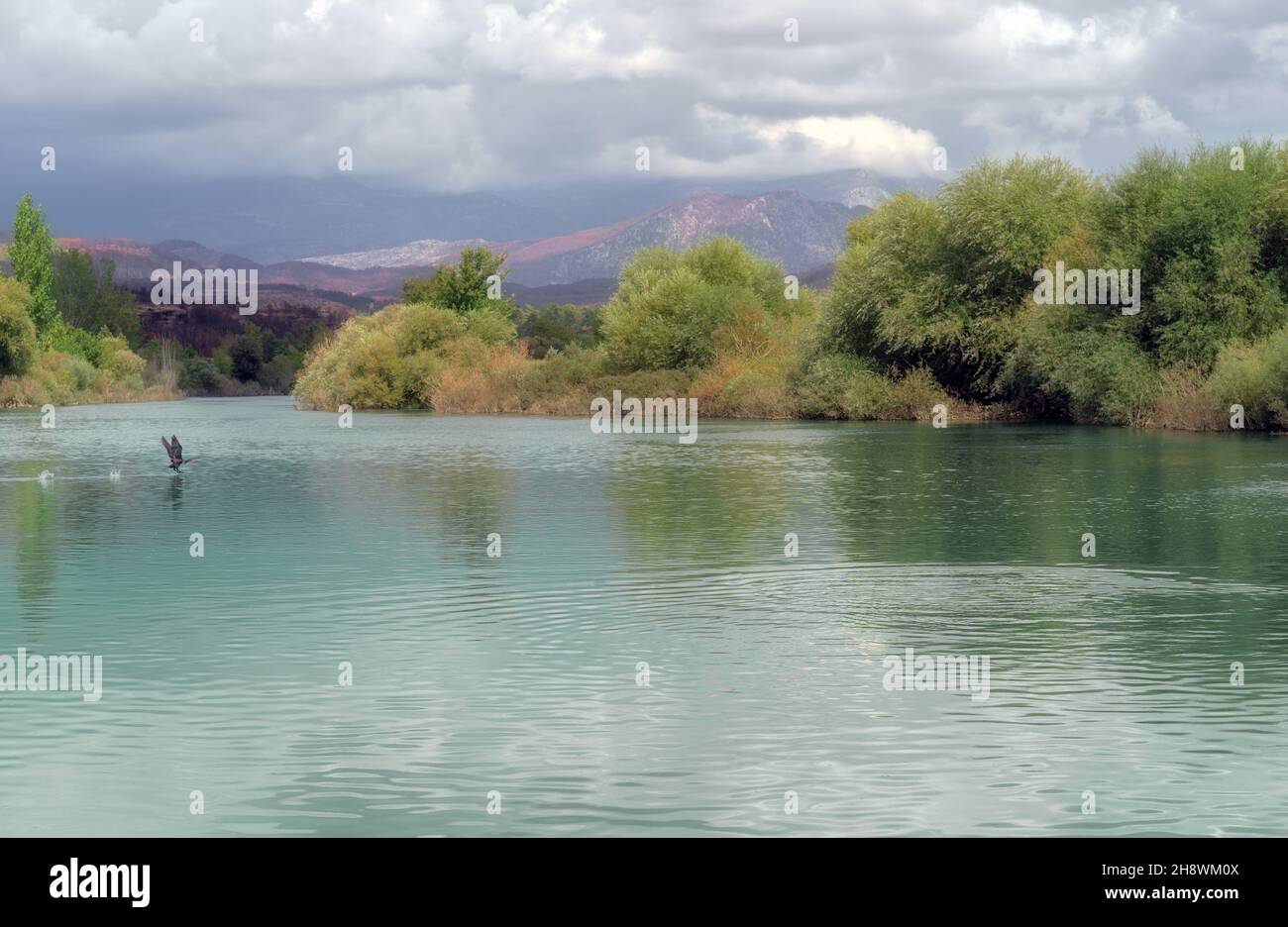 Schwimmende Vogel fliegt auf erstaunliche türkisfarbenen Bach in einer wunderschönen Landschaft mit Bäumen und Bergen. Malerische Gebirgsflusslandschaft. Schöner natürlicher Hintergrund für Ihr Design. Stockfoto