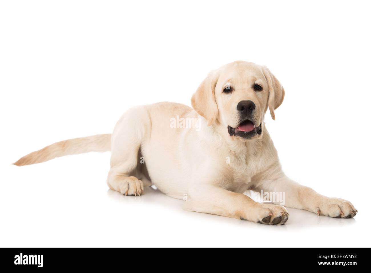 Labrador Retriever Welpe isoliert auf weiß Stockfoto