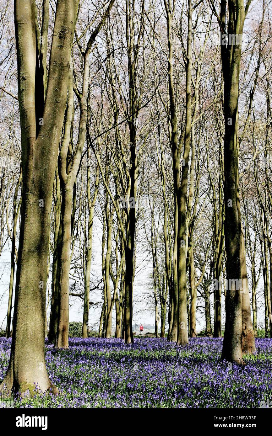 Eine atemberaubende Darstellung von Bluebells (Hyacinthoides non-scripta) in Faringdon, Oxfordshire, Großbritannien, mit einer Person, die helle Kleidung in der Ferne trägt. Stockfoto