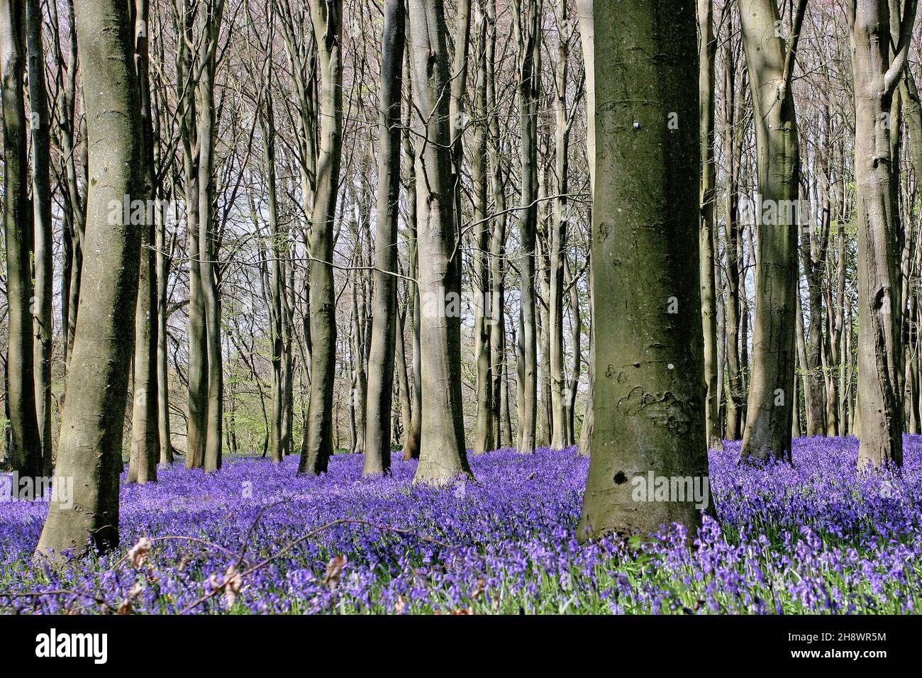 Eine atemberaubende Darstellung von Bluebells (Hyacinthoides non-scripta) in Faringdon, Oxfordshire, Großbritannien Stockfoto