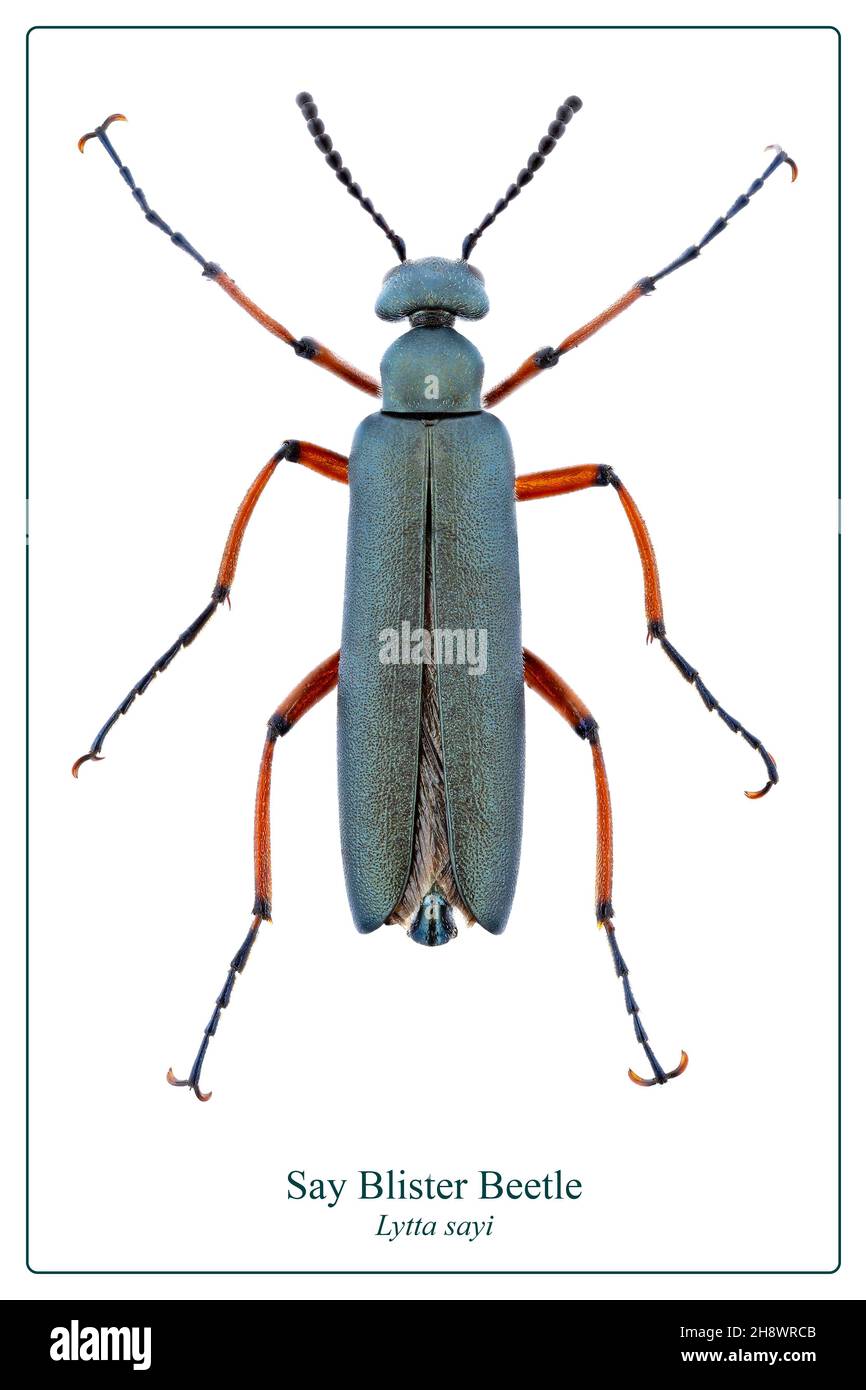 Draufsicht auf einen Blister Beetle aus einer Insektensammlung auf weißem Hintergrund Stockfoto